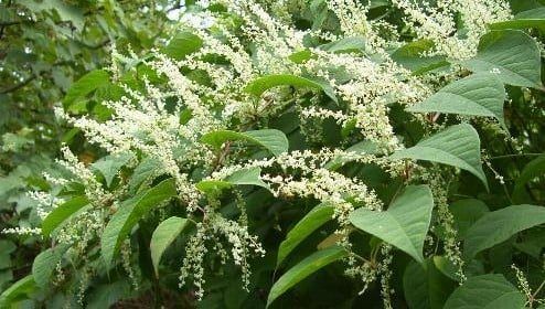 Japanese Knotweed - How to tackle it!